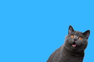 Products – Katalyst